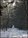 verschneiter Waldweg in Köpenick